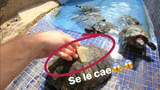 A mis tortugas se les cae el caparazón😱🐢 [upl. by Trixy]