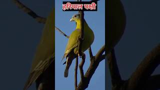 Greenpigeonyellowfooted green pigeon birds pigeon viral [upl. by Rooker]