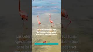 Las Coloradas Yucatán ¿por qué es rosa el agua visitméxico turismoMX travel [upl. by Atarman478]