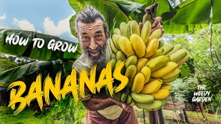 HOW TO GROW BANANAS [upl. by Llehcear875]