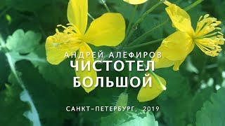 Чистотел большой Алефиров АН [upl. by Loy]