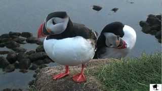 Up Close And Personal With Icelandic Puffins [upl. by Albur]