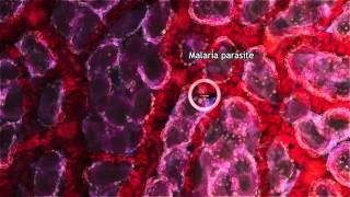 Malaria Lifecycle Part 1 Human Host 2016 [upl. by Richella]