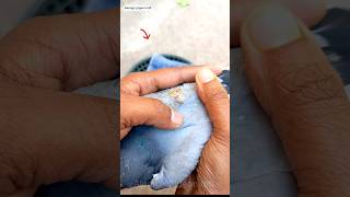 pigeon pox treatment ✅💯🕊️shorts viral viralvideo viralshorts youtubeshorts birds edit [upl. by Neleag]