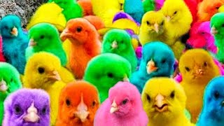 Catch Cute Chickens Colorful Chickens Rainbow Chicken Rabbits Cute Cats Ducks Animals Cuts1070 [upl. by Moneta]