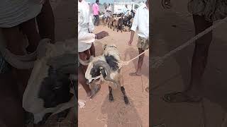 VM Sheep Farmsheepfarm animals sheeps goat achampet youtubeshorts viralshort shorts [upl. by Otecina]