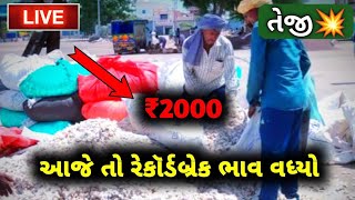 Kapas na bhav  21102024  કપાસ ના ભાવ 2024  information about cotton crop price commodity trend [upl. by Constantine72]