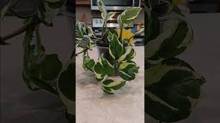 Pearls and Jade pothos growth guide plants gardening plant houseplants tutorial tutorials [upl. by Canning]