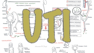 Urinary Tract Infection  Overview signs and symptoms pathophysiology causes and treatment [upl. by Welford]