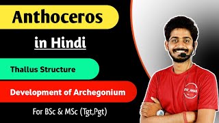 Anthoceros thallus Structure  Development of Archegonium in Anthoceros in Hindi  By Bioaman 04 [upl. by Eiznikam772]