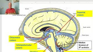 Anatomy of CNS Module in Arabic 2024 Cerebral arachnoid mater Dr Wahdan [upl. by Atla]