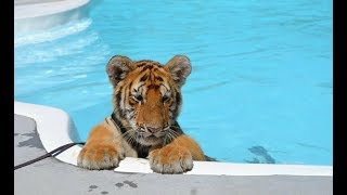 CUTEST Baby Tiger Videos That You Have To See  Cute Baby Animals [upl. by Farrand]