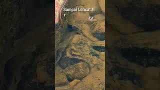 IKAN GABUS CHANNA LAPAR SAMPAI LONCAT [upl. by Hpesoj]