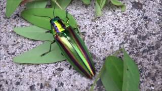 Jewel beetle タマムシ Metallic wood boring beetle 玉虫 20160628 [upl. by Notrab]