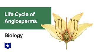 Life Cycle of Angiosperms  Biology [upl. by Edora]