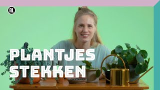 Plantjes stekken  Doe Het Zelf [upl. by Pope]