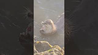 RIVER OTTER EATING BLISSFULLY IN CALIFORNIA [upl. by Nosiram]