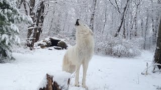 Arctic Wolf Atkas Snowy Howl [upl. by Ahnavas708]