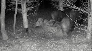 Wildschweine Nachts im Kessel Wild boar in the cauldron at night [upl. by Adia]