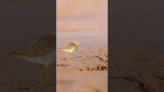 Common Redshank birds wildbirdphotography photographer  cute birdsofinstagram birdslover [upl. by Ahsemot]