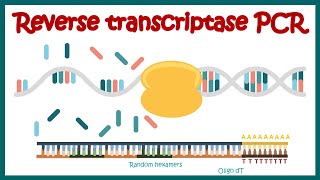 Reverse Transcriptase PCR RT PCR  What are the applications of RT PCR   RT PCR protocol [upl. by Husha]