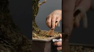 Reviving an old wild olive bonsai tree terryerasmusbonsai bonsai bonsaitree gardening [upl. by Meldon]