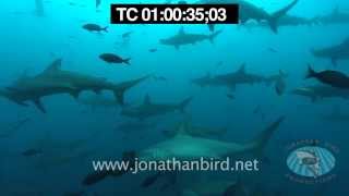 Scalloped Hammerhead sharks underwater stock video footage 2 [upl. by Tullus358]