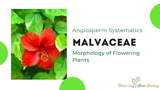 Malvaceae I Morphology of Flowering Plants I Angiosperm Systematic [upl. by Aihsatal]