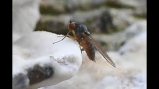 Kleine geelgrijze breedvoet Agathomyia unicolor vrouwtje eiafzettend op grijze buisjeszwam [upl. by Analiese]