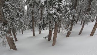 Powder Trees  Arizona Snowbowl February 2 2024 [upl. by Dickman938]