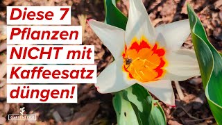 Diese 7 Pflanzen solltest du auf KEINEN FALL mit Kaffeesatz düngen [upl. by Akenihs701]