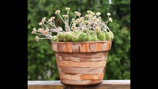 Monanthes polyphylla in bloom June 2024 [upl. by Skippy]