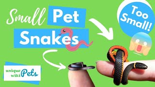 21 Small Pet Snakes for Pets [upl. by Ledniahs]