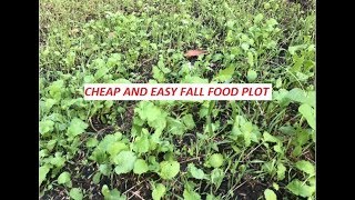 Easy Cheap Fall Food Plot [upl. by Aiket]