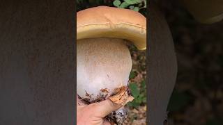 Майже 1кг карпати грибы mushroom fungi nature foraging mountains survival ліс food [upl. by Silma840]