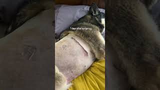 Incision healing progress The first two weeks post surgery caninelobectomy caninerehab [upl. by Lotta]