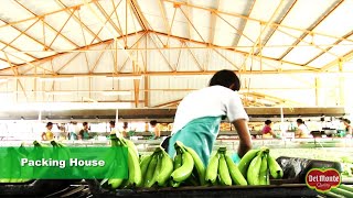 Del Monte® Banana Production [upl. by Ameen472]