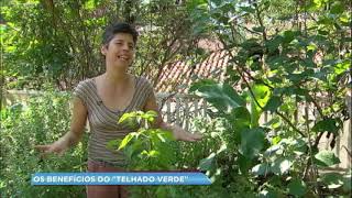 Conheça os benefícios do “telhado verde” [upl. by Adahs]