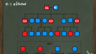 Interpreting Pedigrees  Autosomal Recessive [upl. by Ainoz7]