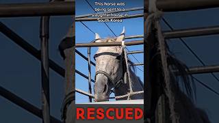 Rescuing Horse From Korean Slaughter House [upl. by Hsirrehc]