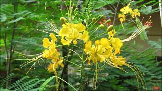 Caesalpinia pulcherrima [upl. by Saturday446]