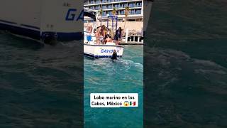 Nos sorprendió un lobo marino en los cabos 😱❤️🇲🇽mexico bajacalifornia loscabosmexico [upl. by Aretak]