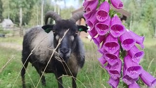 Foxglove  so poisonous the sheep do not eat them [upl. by Ormiston259]