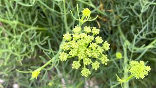 Meerfenchel Crithmum maritimum [upl. by Ecirtac97]