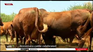 SA farmers celebrate six decades of Bonsmara cattle breed [upl. by Cesaria]