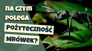 Czy mrówki są pożyteczne [upl. by Cence]