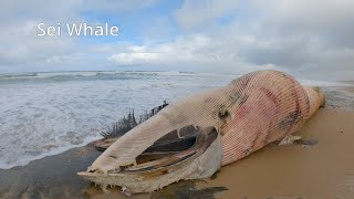 Dead Sie Whale on 13th Beach [upl. by Sirad]