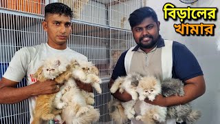 Persian Cat Price In Bangladesh  Cat Price In BD 2024  আসোল পার্সিয়ান বিরালের দাম জানুন [upl. by Rici]