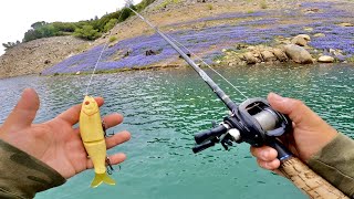 Catching Spotted Bass with SWavers  I Couldnt Put this Glide Bait Down [upl. by Dhu873]