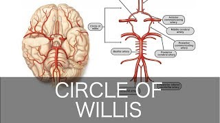 How to Draw the Circle of Willis [upl. by Mancino240]